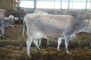 k-V Nirvana bei Giorgio